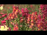 Snapdragon flowers (Antirrhinum majus) in Mughal gardens at Rashtrapati Bhavan