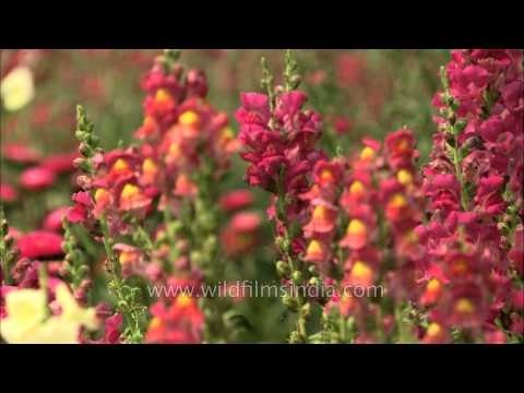 Snapdragon flowers (Antirrhinum majus) in Mughal gardens at Rashtrapati Bhavan