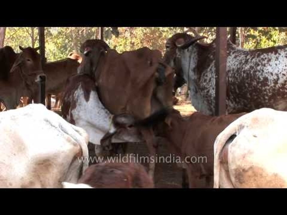 Nagpur: Milk Feasting by Cows