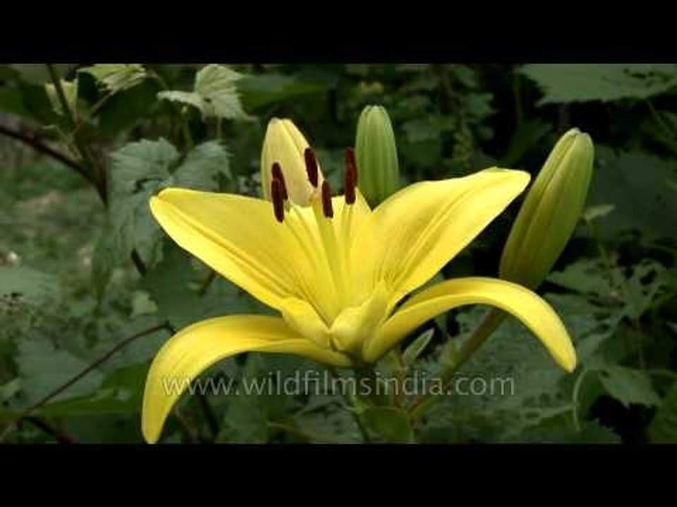 Yellow Lilium