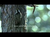 Brown-capped Pygmy Woodpecker pecking into a tree