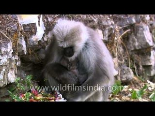 Uttarakhand: Langur eats and climbs up a wall