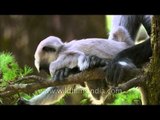 Wonders of nature: The mother and child Langurs