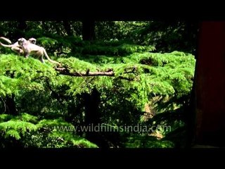 Langur trio take long jump high in the deodars