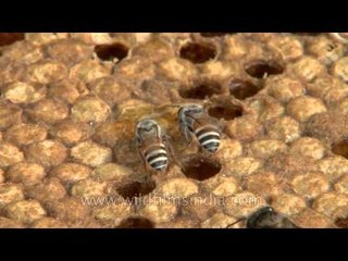 Bees mourn the broken home: After honey removal