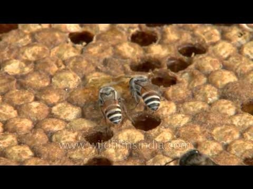 Bees mourn the broken home: After honey removal