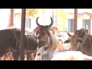 Cattle farming in Nagpur
