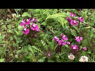 Flowers of the Pedicularis family, but which species? Central Bhutan