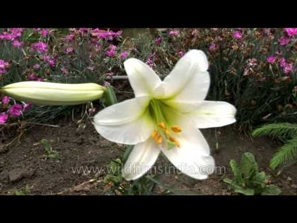 Lilium regale