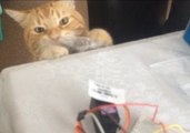 Cat Steals Noisy Servo Motor