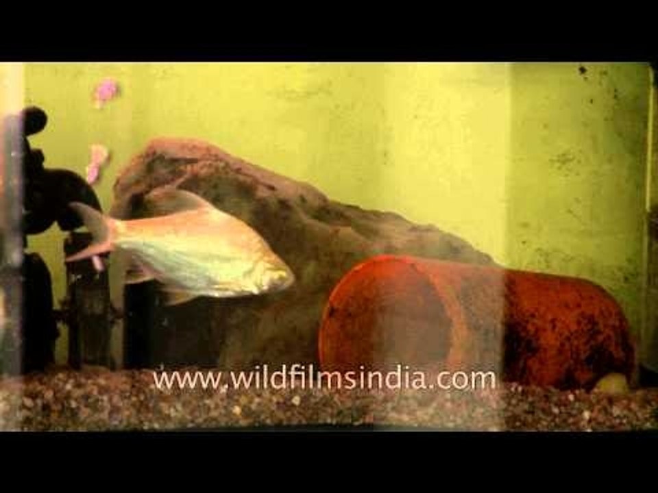 Fish Aquarium at Public Toilet near Safdarjung Hospital, Delhi