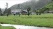 Cows grazing in the lush pastures of Munnar