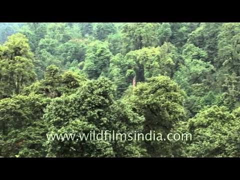 Forest hills covered with gloomy clouds in Bhutan