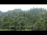 Forest valley surrounding the Tashichhoe dzong in Bhutan