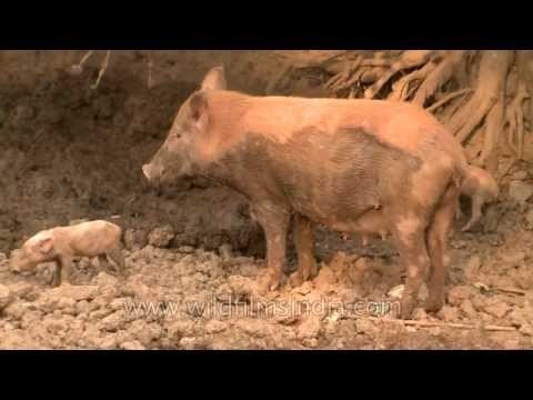 This is where your bacon comes from!