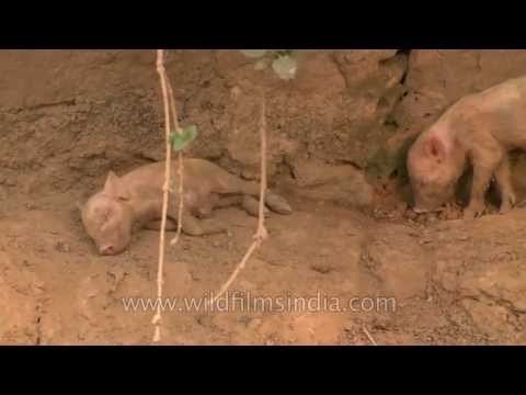 This is where your ham comes from!