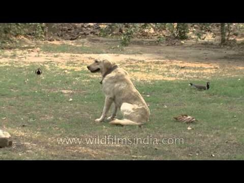 Worried Red-wattled Lapwings as Labrador nears...