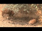 Pigs and piglets wallow in mud pit