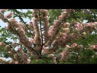 Tree in full blossom in RIMC Dehradun