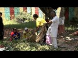 Lychees for Sale: Plucking in Dehradun