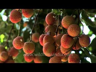 Bunches of juicy red litchis are ready for the picking in Dehradun!