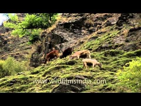 Traveling from Bhangkoli to Dasda, en route Dodital