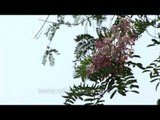 Cassia javanica tree in full flower, Dehra dun