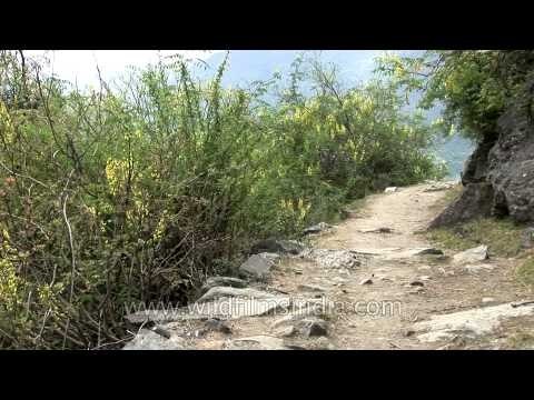 Flora of Dodital Lake, Uttarakhand, India