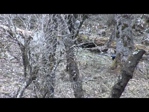 Himalayan Monal Pheasant at Dodital Lake