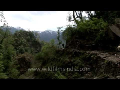 Trekking towards Manjhi to Dodital, Uttarakhand