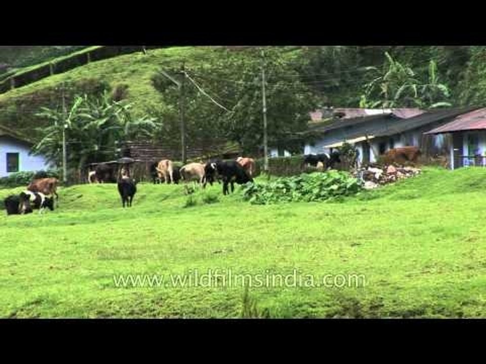 Bucolic town Munnar