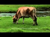 A cow grazes in the bucolic town of Munnar