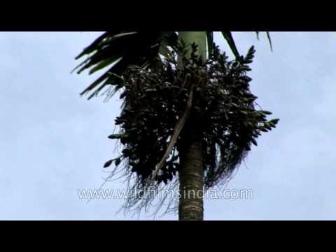 Betel nut or supari tree