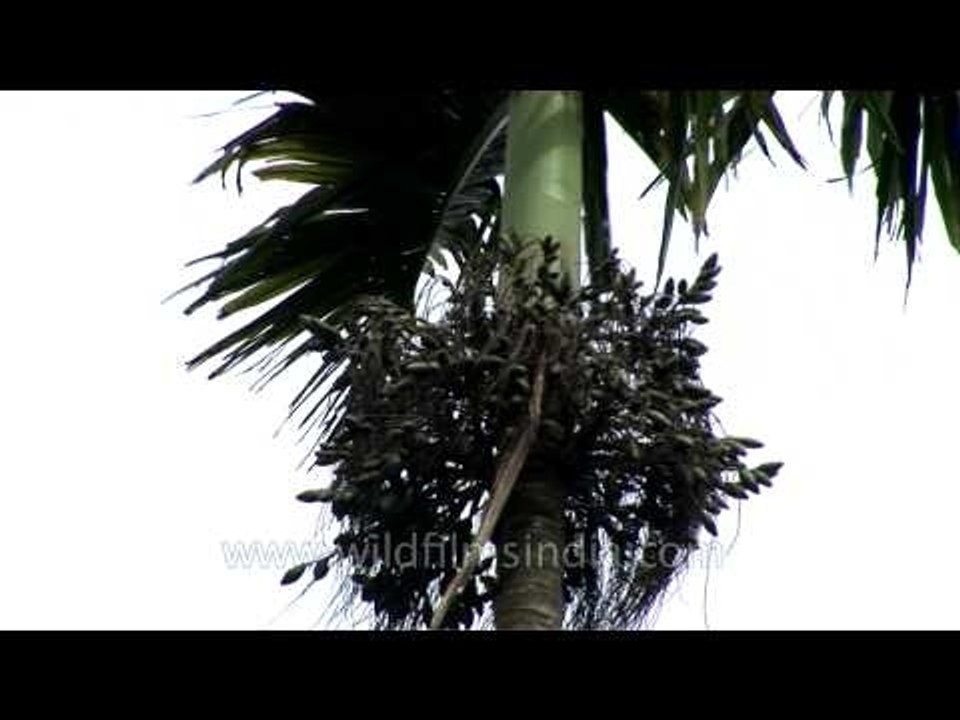 Betel nut tree in Kerala