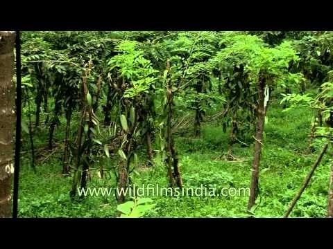 Vanilla orchids source of vanilla flavour