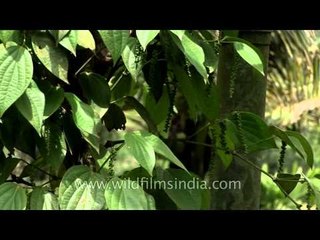 Spicy - pepper plant in Kerala