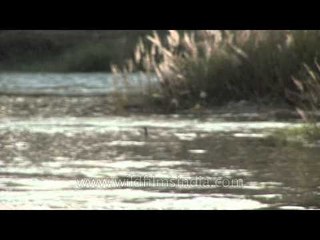 Duck swimming in the middle of Godavari river