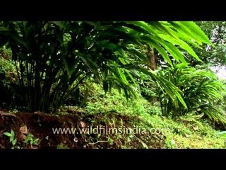 Elettaria (green cardamom, or true cardamom)