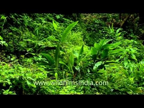 Spice plantation in Kerala where cardamoms are cultivated
