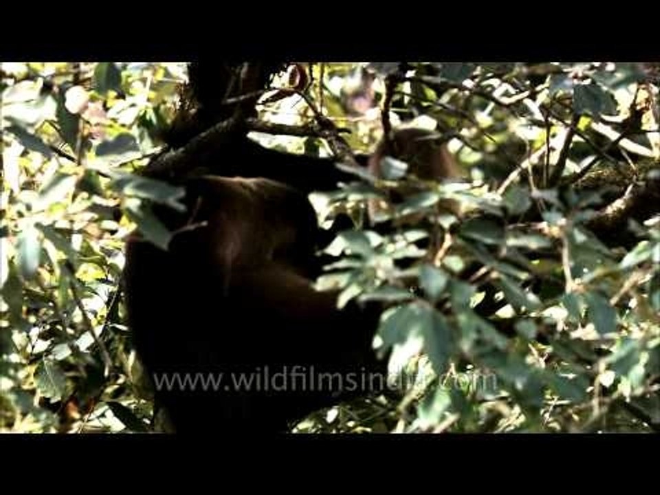 Spot the marten in the tree