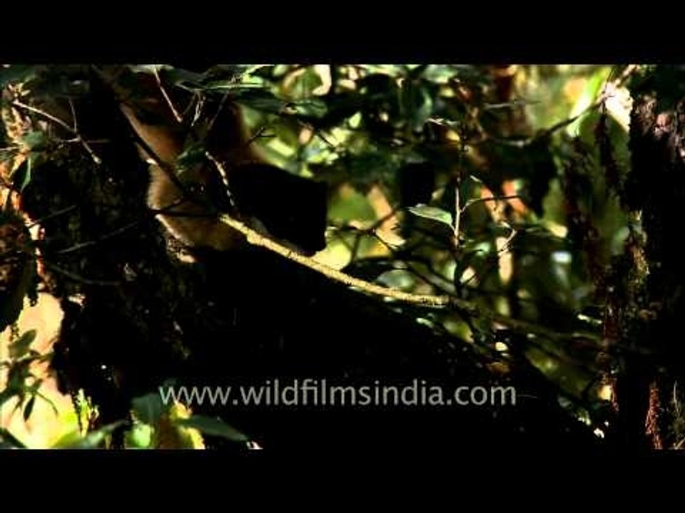 Marten in a tree