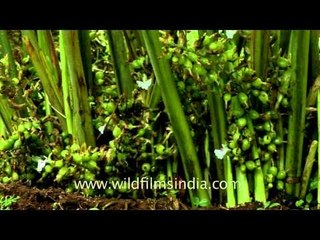 Fruits of cardamom plant