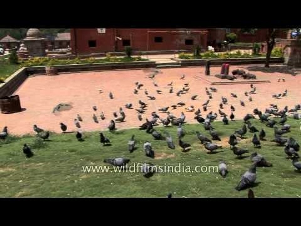 Pigeons at Pashupatinath Temple in Nepal