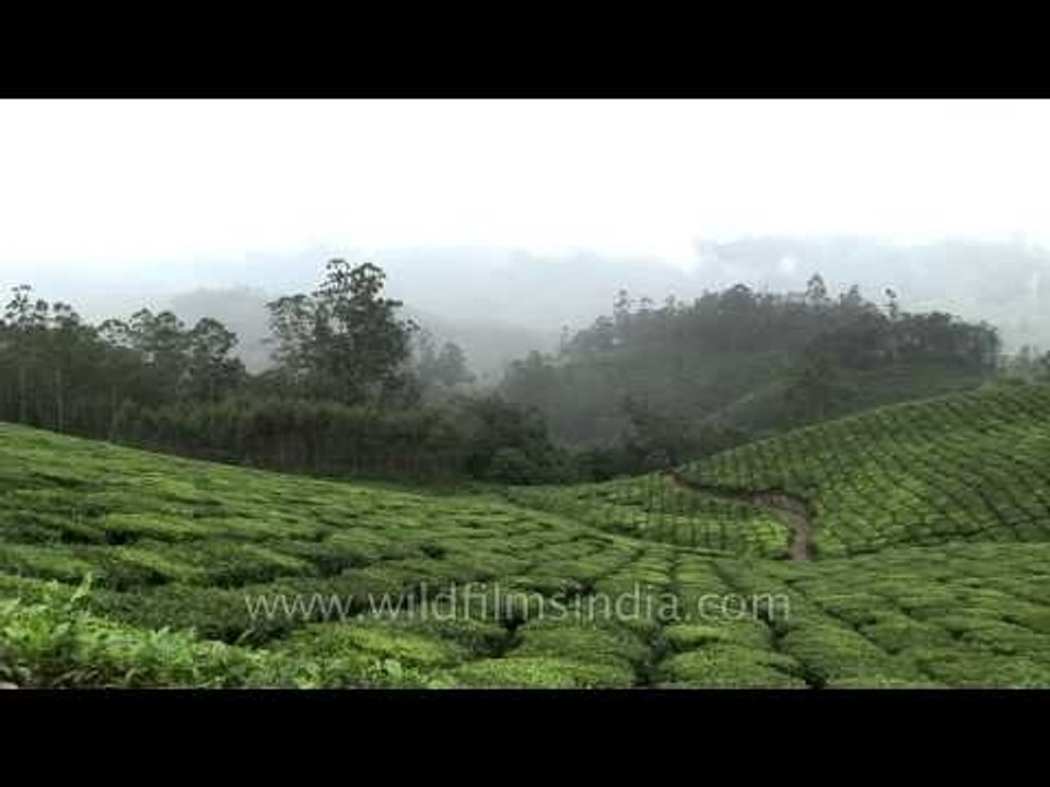 Vast stretch of tea plantations in Kerala