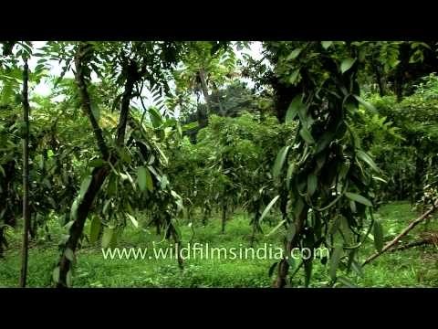 Vanilla plants - the flavour of the orchid