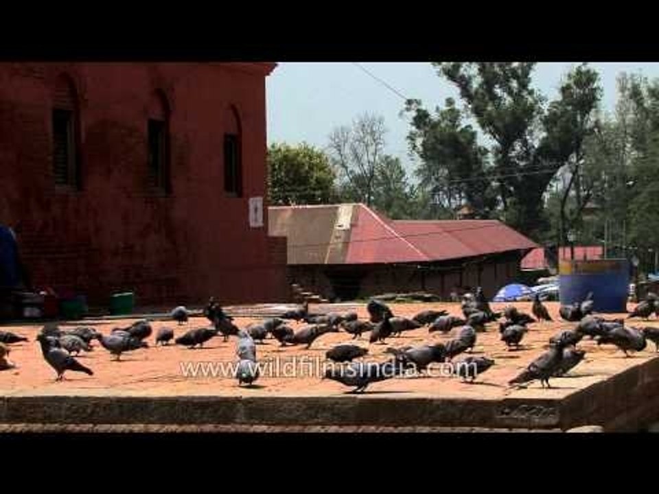 Pigeons eating near Pashupatinath Temple in Nepal