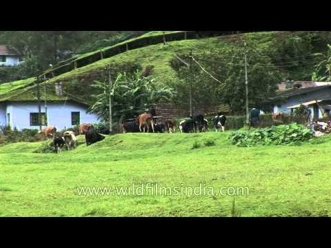 Cattle grazing in the meadows at Munnar town