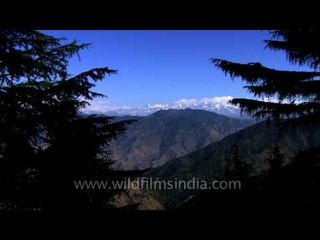 Peaks of Garhwal Himalayas from among conifers