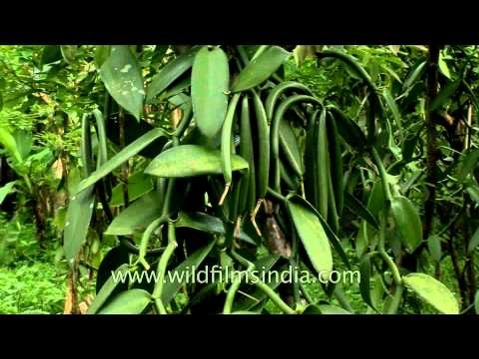 Vanilla planifolia