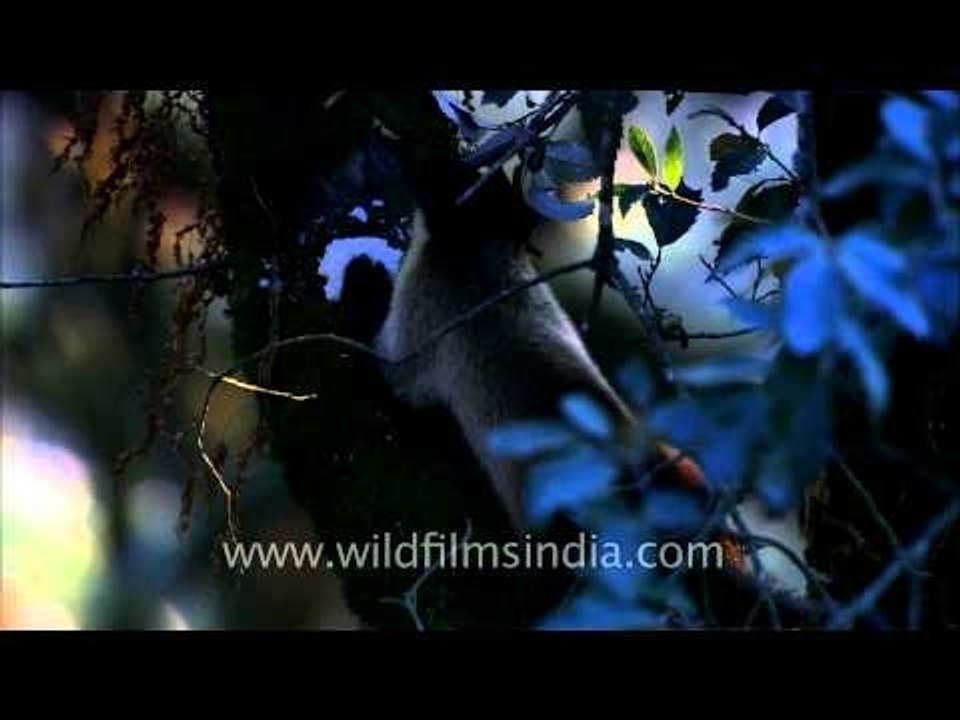 Landour animals-hdc-185-18